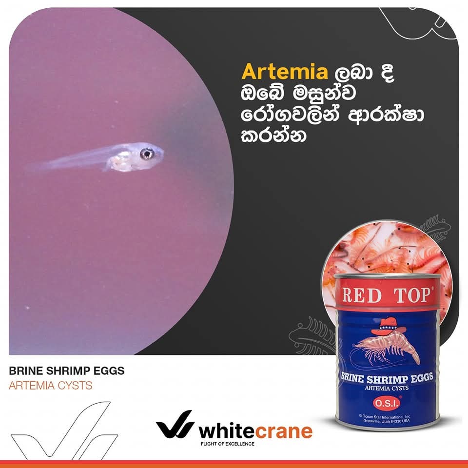 RED TOP Brineshimp Tin 454G