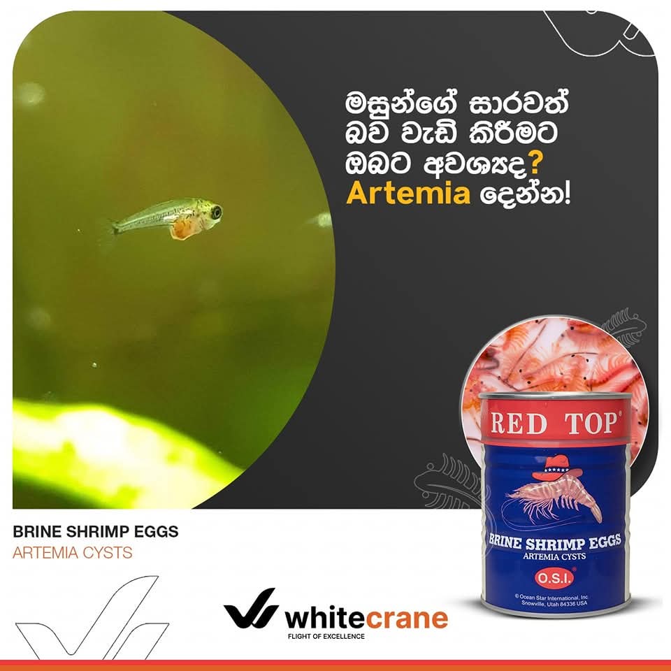 RED TOP Brineshimp Tin 454G