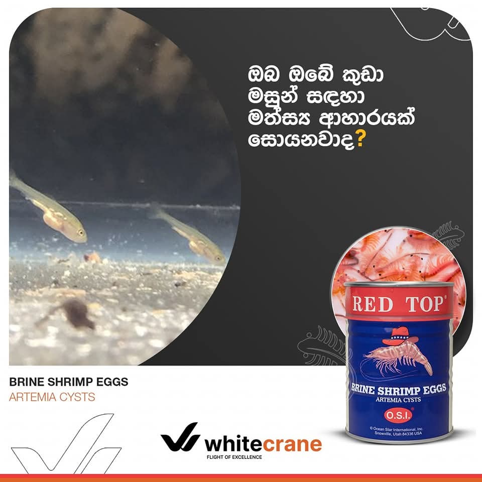 RED TOP Brineshimp Tin 454G
