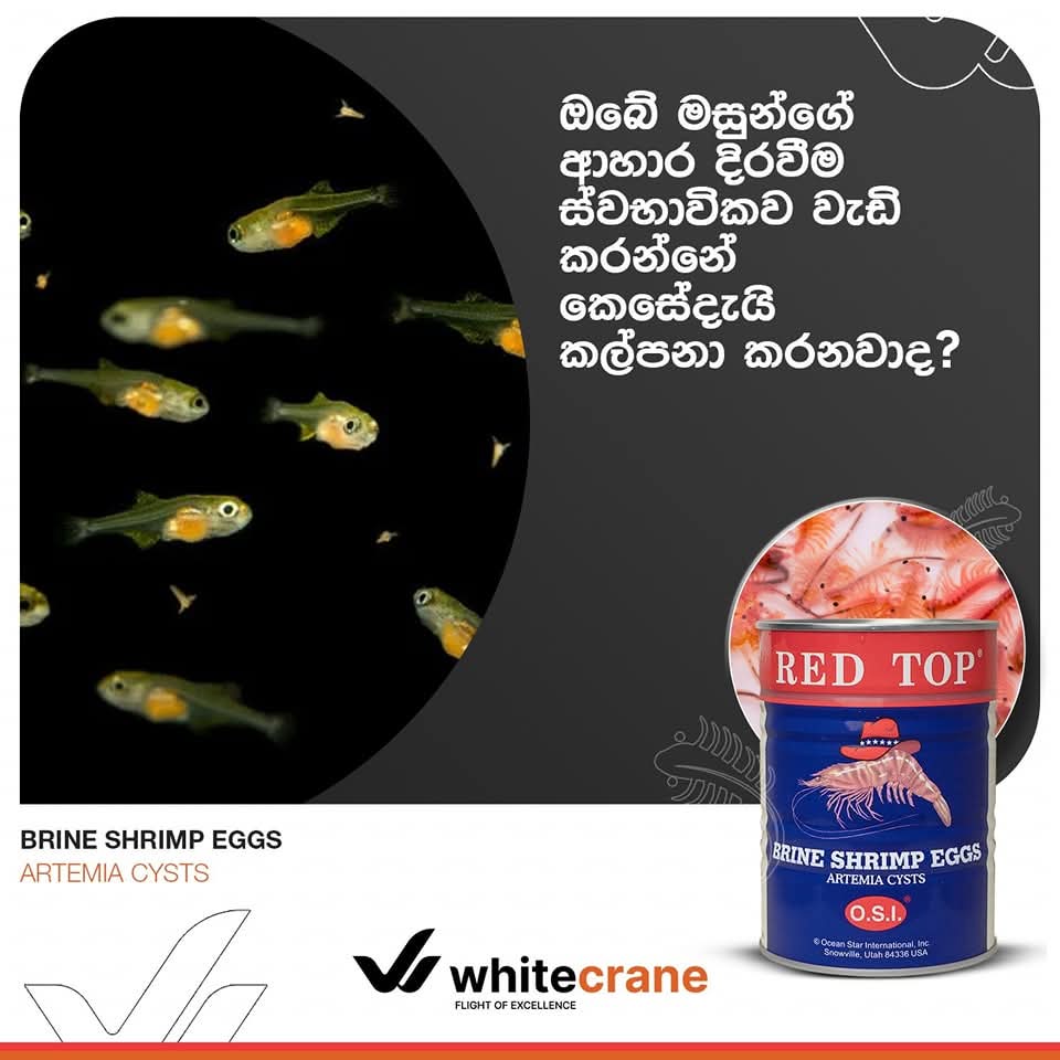 RED TOP Brineshimp Tin 454G