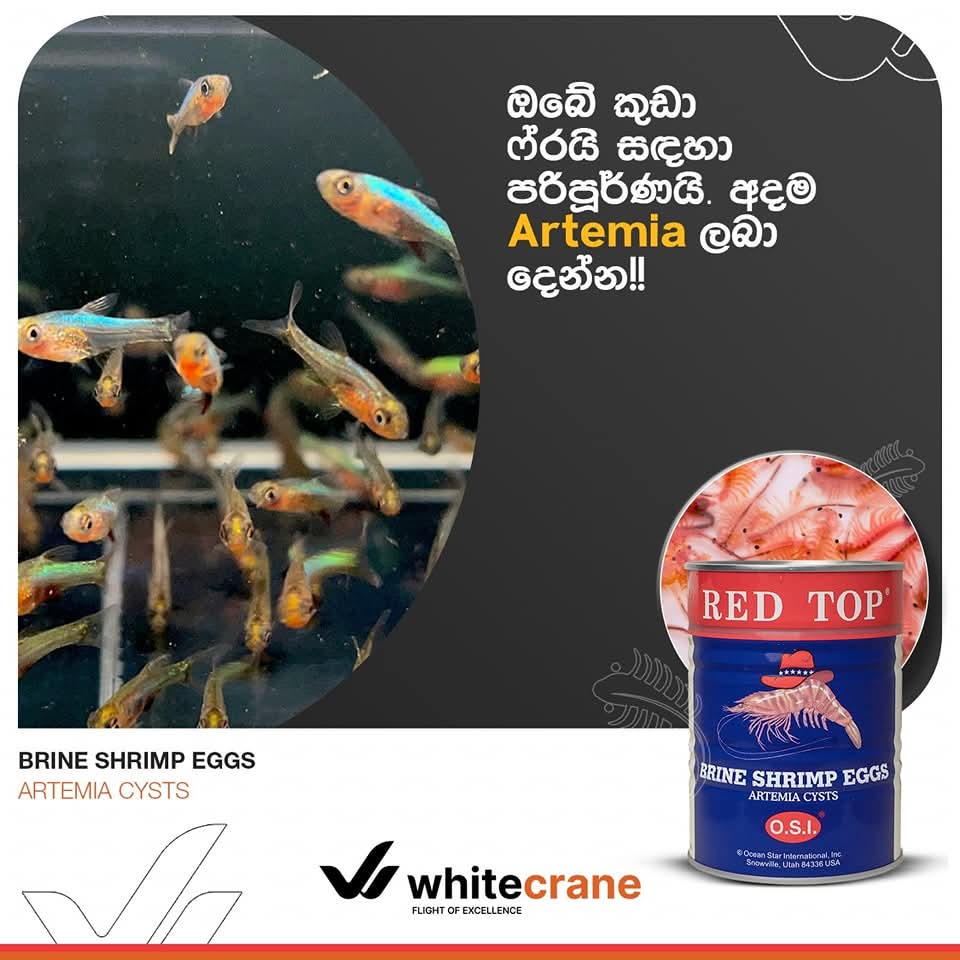 RED TOP Brineshimp Tin 454G