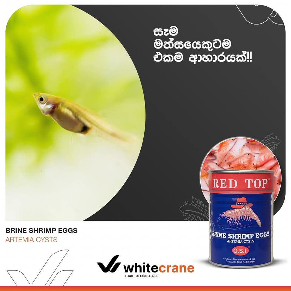 RED TOP Brineshimp Tin 454G