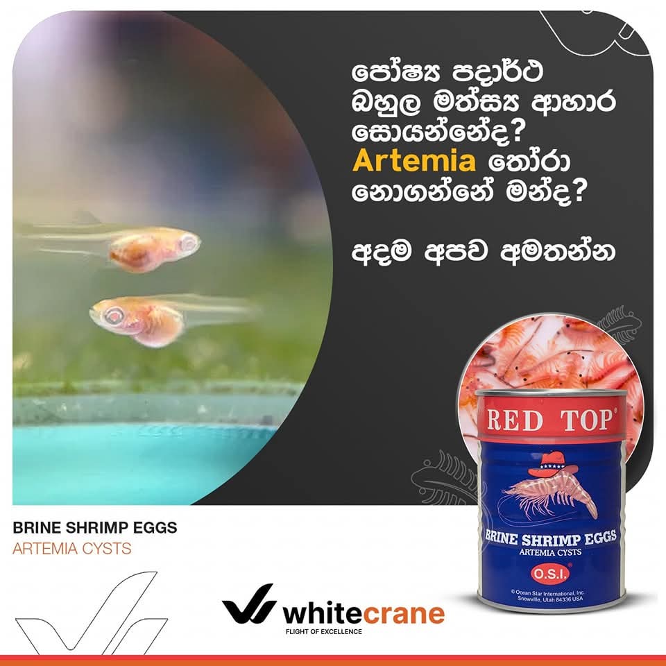 RED TOP Brineshimp Tin 454G