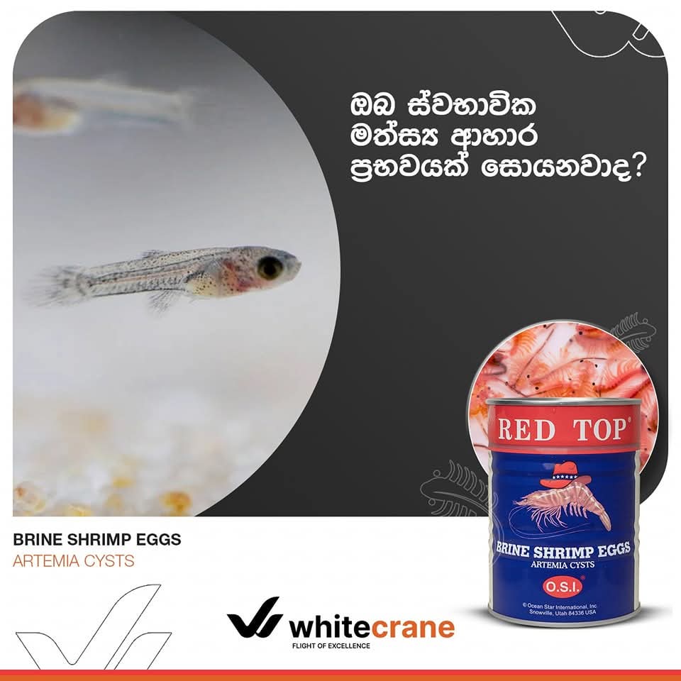 RED TOP Brineshimp Tin 454G