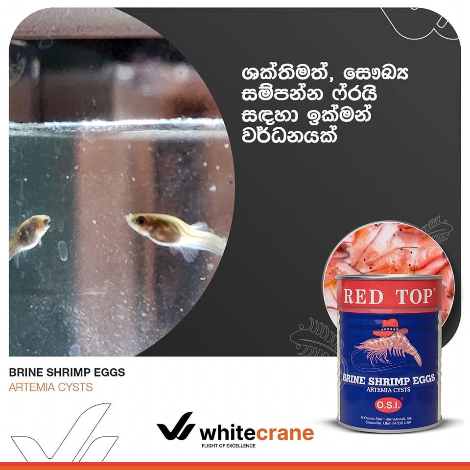 RED TOP Brineshimp Tin 454G