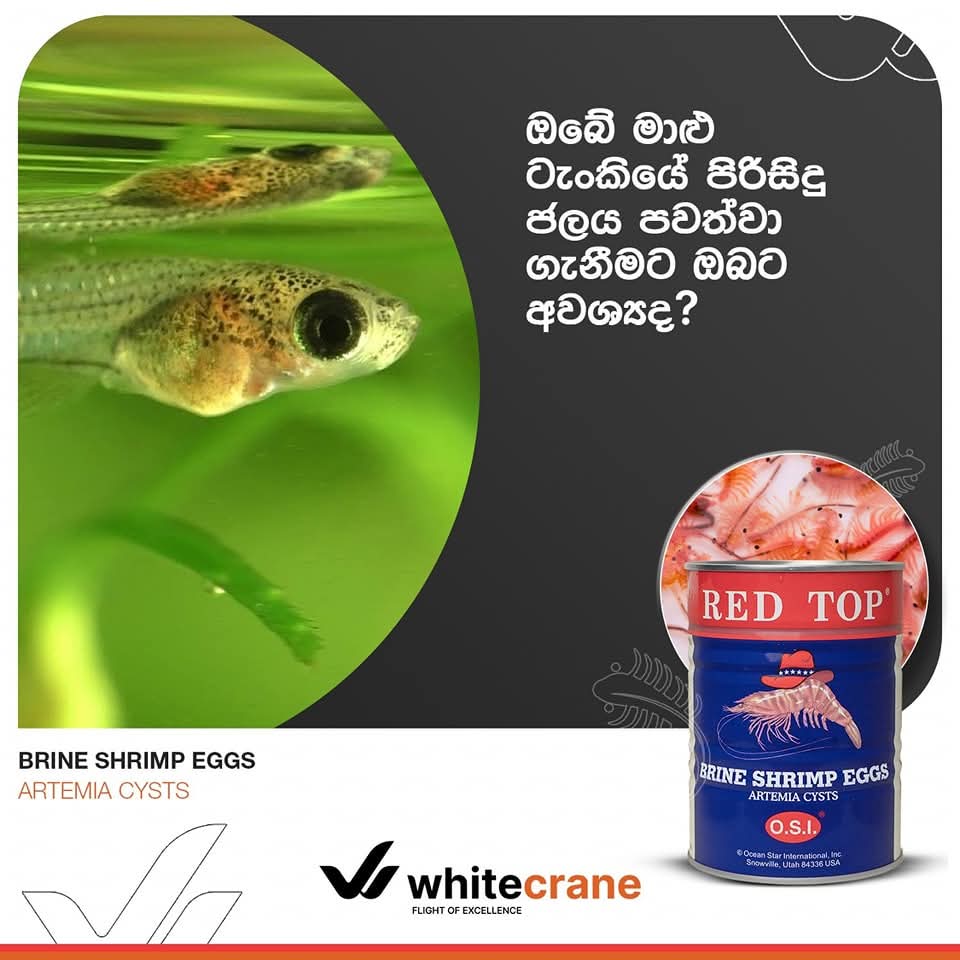 RED TOP Brineshimp Tin 454G